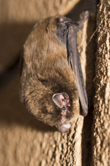 Chocolate Wattled Bat photo 2