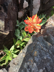 Castilleja miniata dixonii