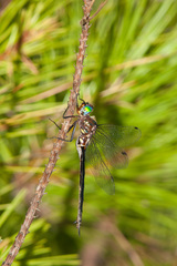 Somatochlora tenebrosa