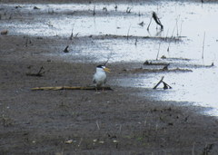 Sternula antillarum athalassos