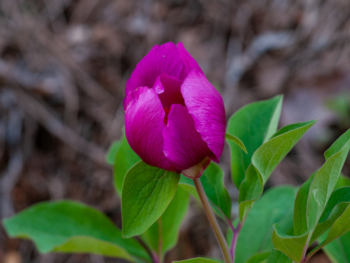 Wild Peony