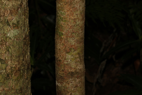 Image of Neolitsea australiensis by (c) Greg Tasney, some rights reserved (CC BY-SA)