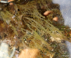Acanthophora spicifera
