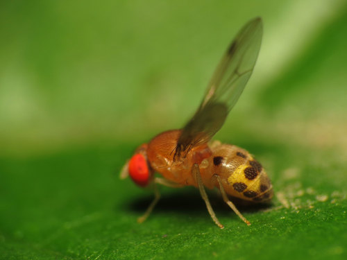 Leucophenga varia photo 3