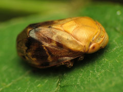 Clastoptera achatina