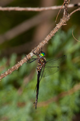 Somatochlora tenebrosa