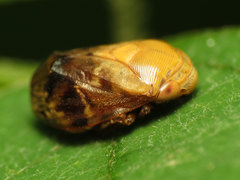 Clastoptera achatina