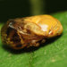 Pecan Spittlebug - Photo (c) Katja Schulz, some rights reserved (CC BY)