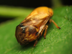 Clastoptera achatina