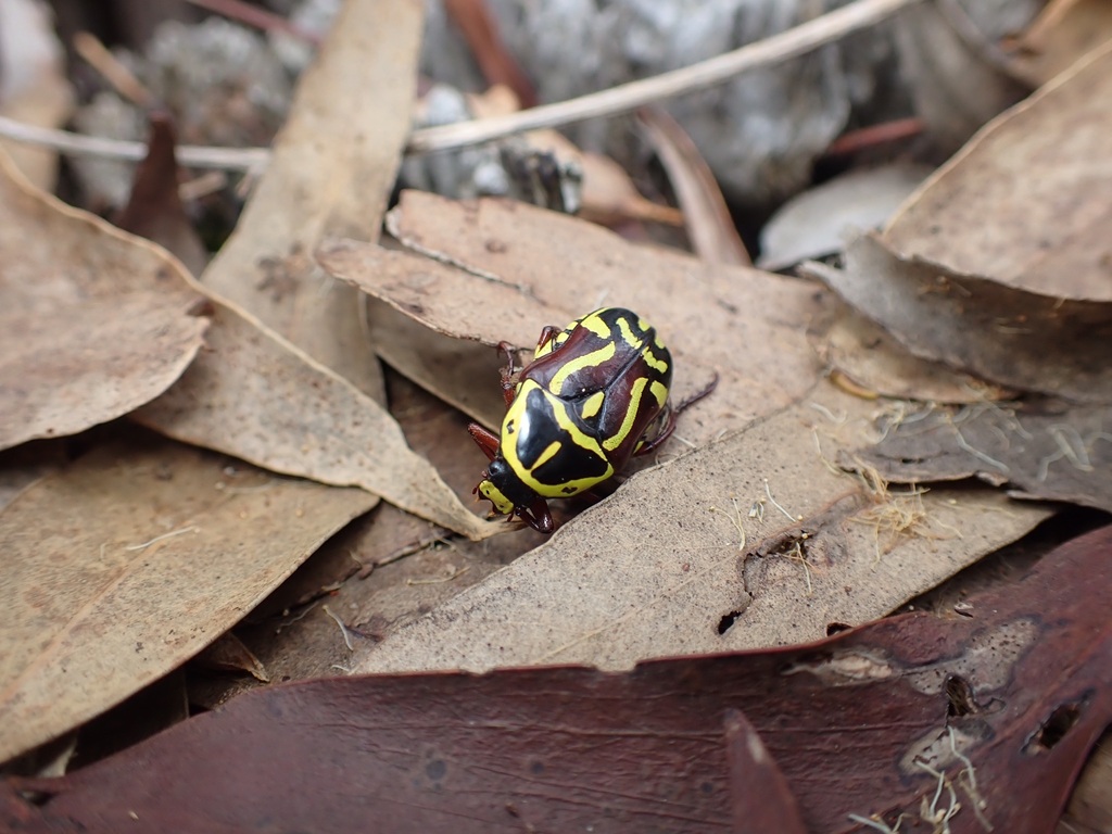 Fiddler Beetle from 9088 Goulburn Valley Hwy, Seymour VIC 3660 ...