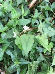 Persicaria biconvexa