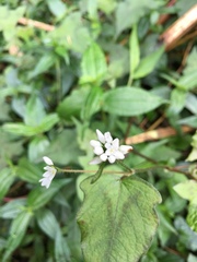 Persicaria biconvexa