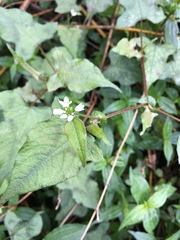 Persicaria biconvexa