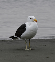 Larus dominicanus