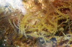 Acanthophora spicifera