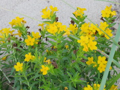 Lithospermum caroliniense