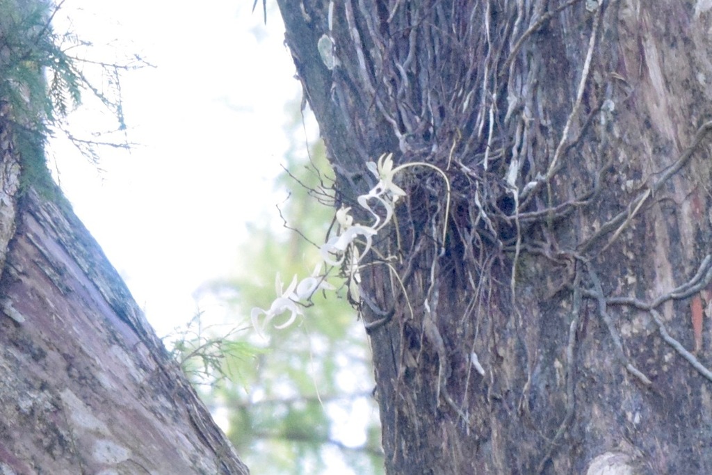 Dendrophylax lindenii