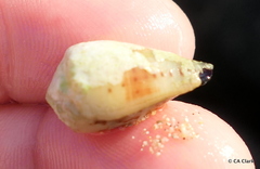 Conus sponsalis