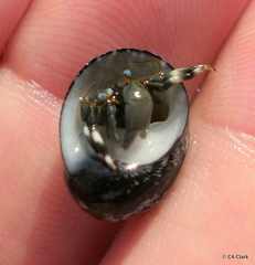 Neripteron neglectum