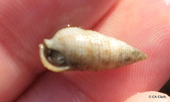Cerithium nesioticum
