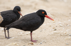 African Oystercatcher photo 2