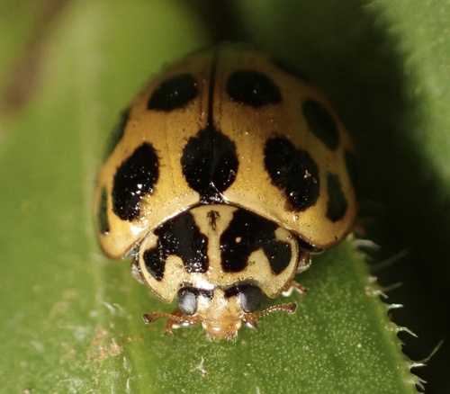 Large Spotted Ladybird photo 6