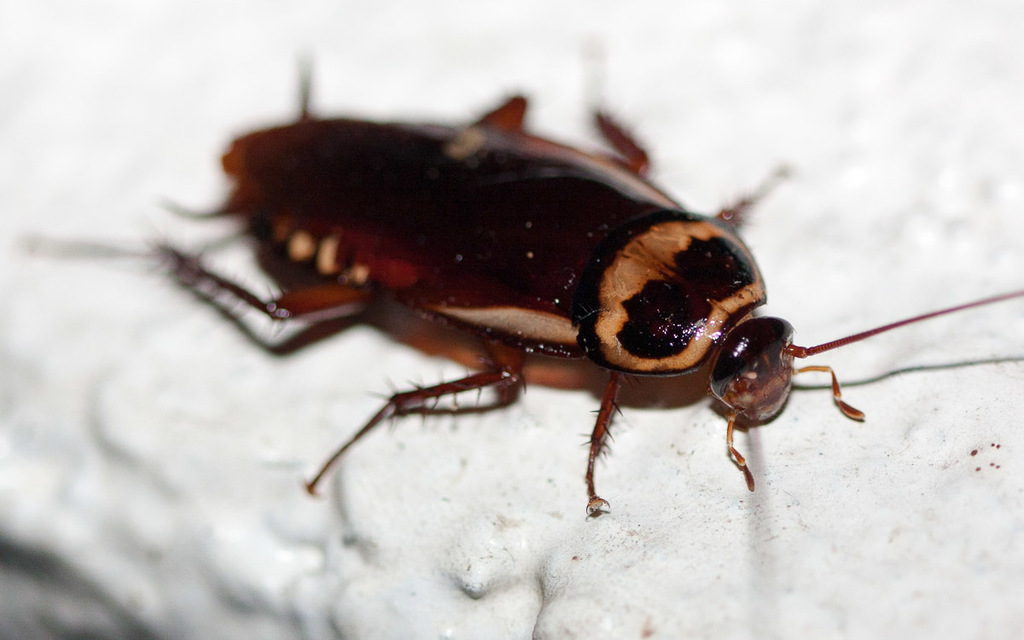 Australian Cockroach (Cockroaches and Termites of the United States ...