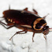 Cucaracha Australiana - Photo (c) Colin Barrows, algunos derechos reservados (CC BY-NC)