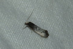 Tinea occidentella