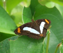 Adelpha iphiclus