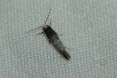 Tinea occidentella