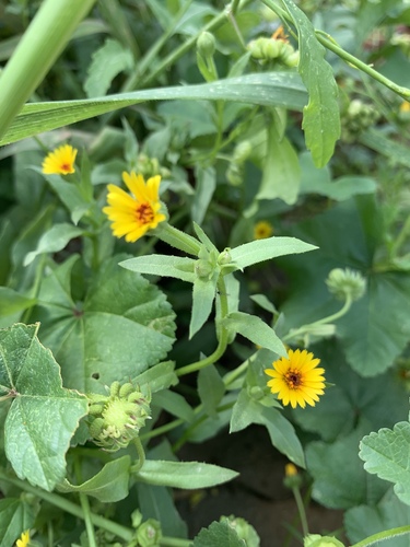 field marigold