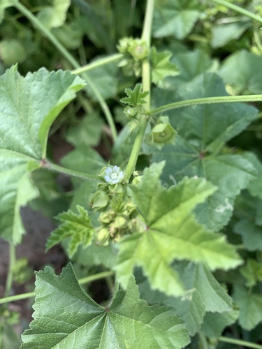 cheeseweed mallow