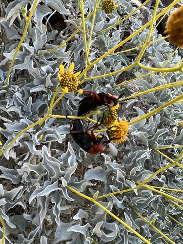 iNaturalist observation photo of Master Blister Beetle