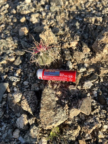 iNaturalist observation photo of California Barrel Cactus