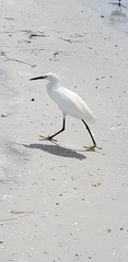 Egretta thula image