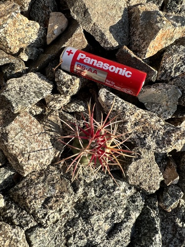 iNaturalist observation photo of California Barrel Cactus