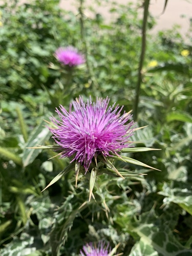 milk thistle