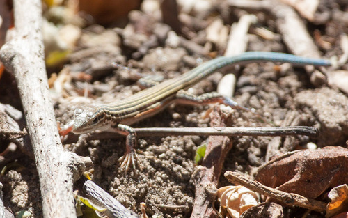 Blackbelly Racerunner