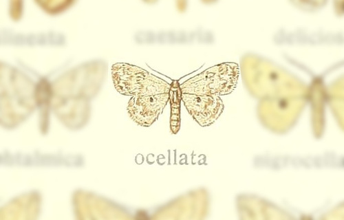 Scopula ocellata