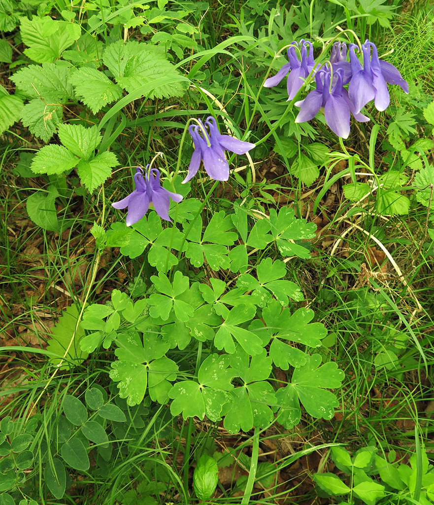 Aguileña siberiana