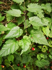 Callianthe megapotamica