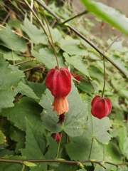Callianthe megapotamica