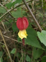 Callianthe megapotamica