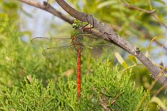 Anax longipes