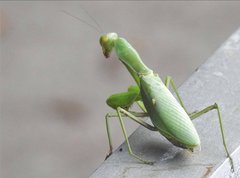 Hierodula patellifera