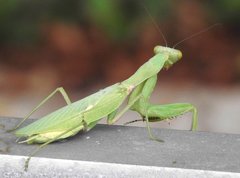 Hierodula patellifera