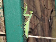 Hierodula patellifera