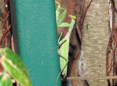 Hierodula patellifera