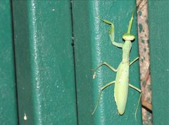 Hierodula patellifera